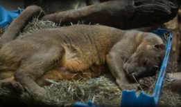 人交配视频,人交配行为深度解析